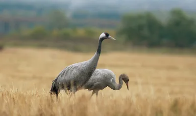 Фото журавлей, которые вас впечатлят: выбирайте размер и формат