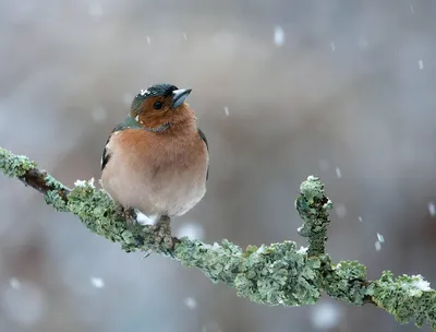 Фото зяблика зимой: Красивые моменты природы