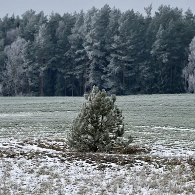 Фотка зимы без белого покрывала: выберите свой формат