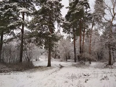 Без снега, но с атмосферой зимы: фото для скачивания