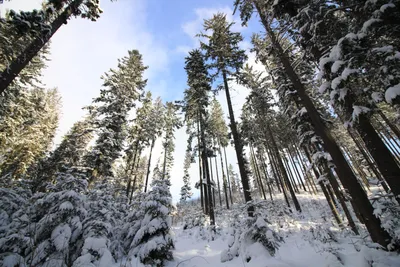 Зимний пейзаж без холодных оттенков: выберите формат - JPG или PNG