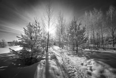 Ледяные моменты: Черно-белые зимние фотографии