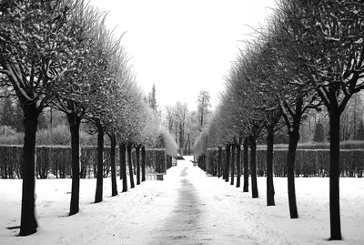 Зимний великолепие: Черно-белые изображения