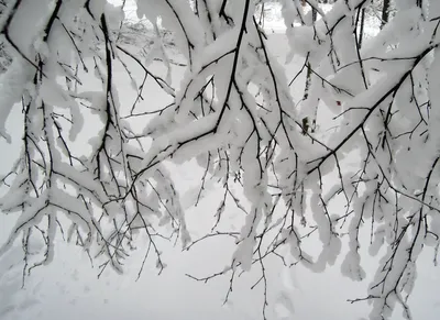 Зимний калейдоскоп: Черно-белые отражения природы