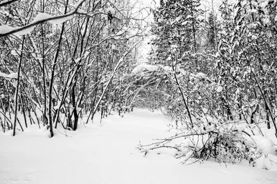 Зимние переливы: Черно-белые фотографии природы