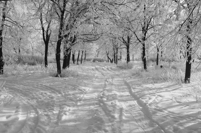 Фотографии зимних горизонтов в черно-белом стиле