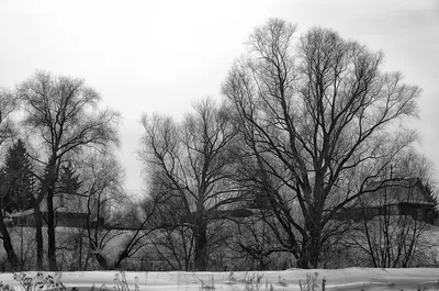 Ледяные пейзажи: Черно-белые фотографии зимы