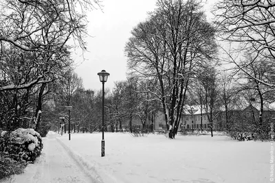Фотографии зимних узоров в черно-белом