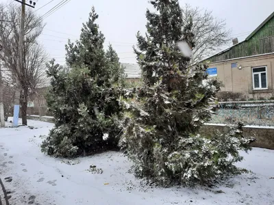 Зима идет снег: Загадочные моменты зимнего волшебства в JPG
