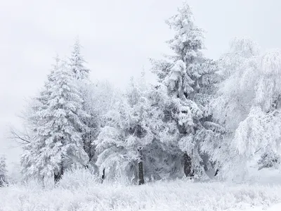 Зима идет снег: Изображения зимней красоты в WebP