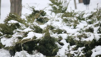 Зима идет снег: Волшебные зимние изображения в WebP
