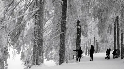 Ледяные картины: Искусство зимней природы на фото