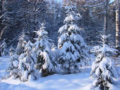Зимняя красота Урала: Фотография высокого качества в формате JPG