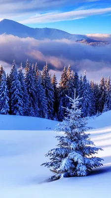 Снежная идиллия: Фотография для экрана
