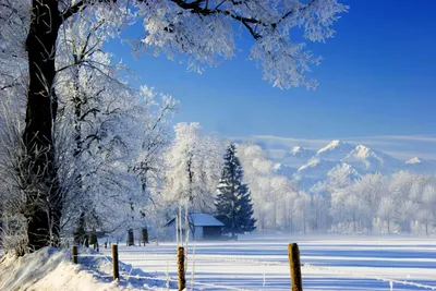 Зимние моменты: Изображения природы в разных размерах