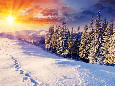 Зимние ароматы: Картины зимней природы на ваш выбор