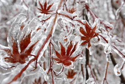 Зимний фотобукет: Фото природы в разнообразных форматах