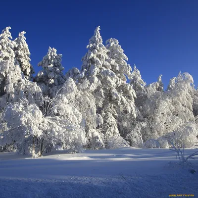 Зимние краски природы: Фото для скачивания в JPG, PNG, WebP