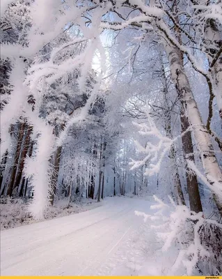 Искусство зимней природы: Загрузите изображение в JPG, PNG, WebP