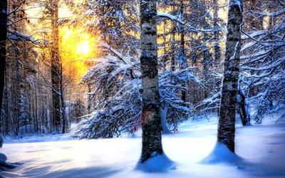 Зимние контуры: Фотографии зимних пейзажей для загрузки