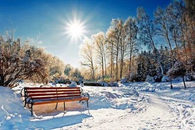 Зимний фотомир: Лучшие изображения солнечных дней