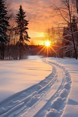 Зимние горизонты: Фото с прекрасным видом на солнце и зимний пейзаж