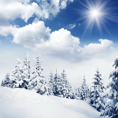 Зимнее утро: Картинки с солнцем на фоне заснеженных деревьев