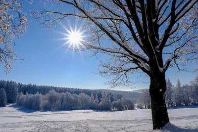 Зимний блик: Изысканные фотографии солнечных лучей на снегу