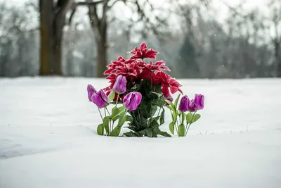 Удивительные зимние цветы: выберите формат и размер изображения