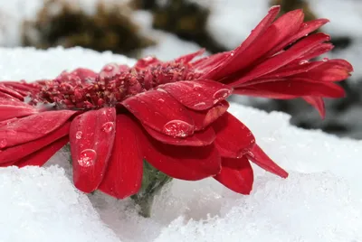 Фото зимних цветов: доступные форматы и размеры