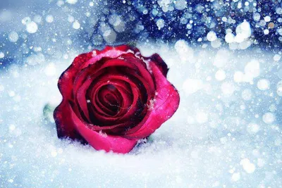 Зимние цветы: подберите идеальный размер фотографии