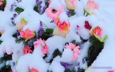 Фото зимних цветов: советы по выбору размера и формата