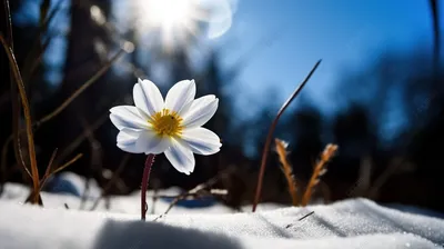 Зима цветы фотографии