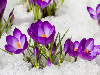 Фото зимних цветов: выберите JPG, PNG, WebP для скачивания