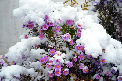 Зимние цветы: выберите свой идеальный размер фотографии
