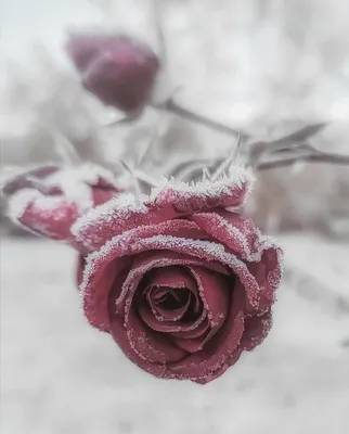 Зимние цветы: красивые изображения в разных форматах