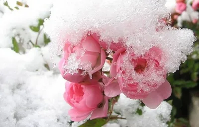 Зимние цветы: доступные форматы для скачивания изображений