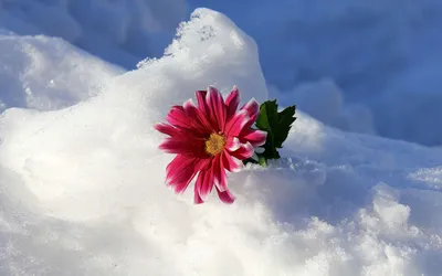 Зимние цветы: красивые изображения в разных форматах