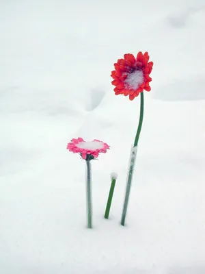 Изумительные зимние цветы: фото в различных форматах