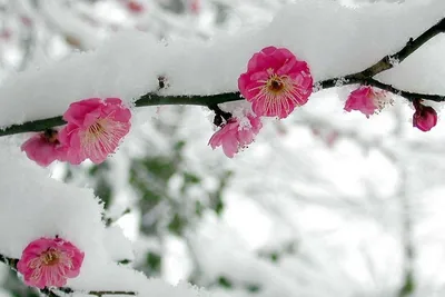 Уникальные зимние цветы: выбирайте формат и размер изображения