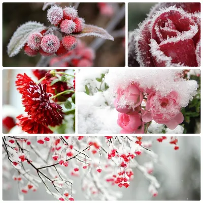 Зимние цветы: качественные фото в различных форматах
