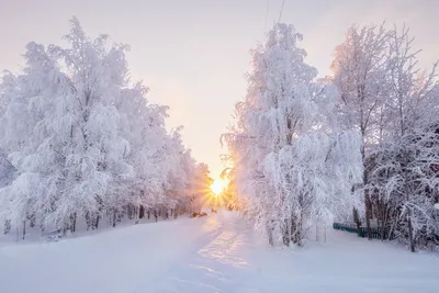 Морозное утро: Фотография зимнего пейзажа