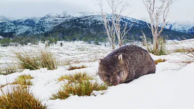 Зимняя сказка: Изображения Австралийских зимних чудес