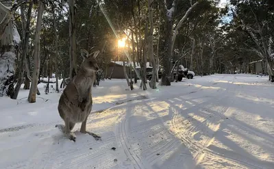 Австралийская Зима: Фотографии великолепных моментов
