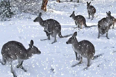 Фотоальбом Зимы: Пленительные моменты в Австралии