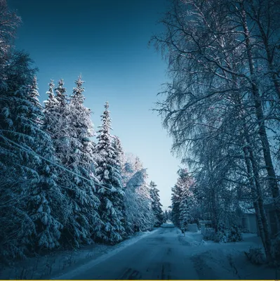 Зимняя гармония природы: Изображения доступны в JPG, PNG, WebP