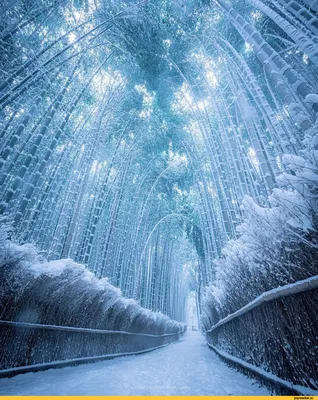Волшебные зимние картины Японии