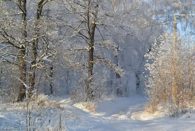 Отражение красоты зимнего леса: скачайте фото бесплатно