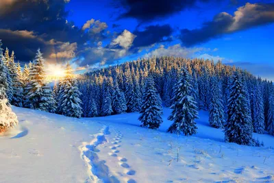 Загадочный зимний лес на фото в PNG формате