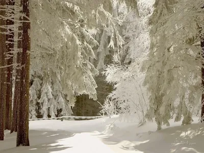 Захватывающая красота зимы: вдохновляющие фотографии леса в холодный сезон